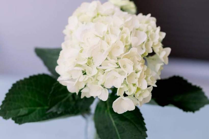 White hydrangea at a bridal shower